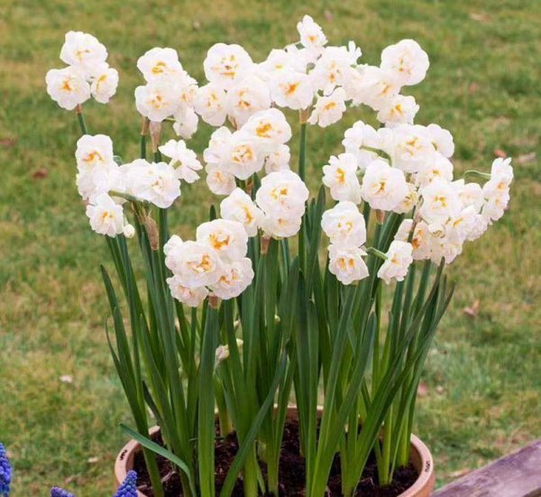 水仙花在几点开放时间
