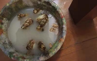 水仙花在几点开放时间