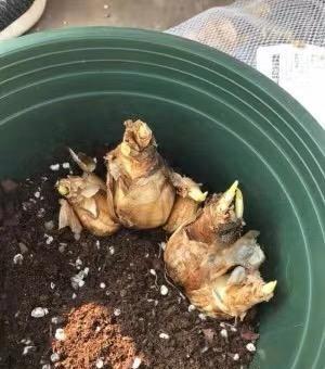 水仙花在几点开放时间