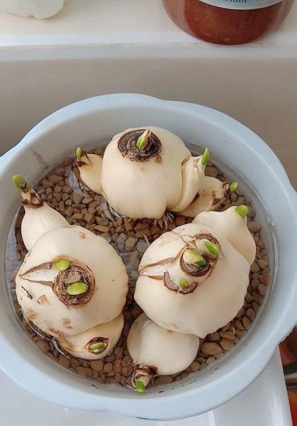 水仙花在几点开放时间