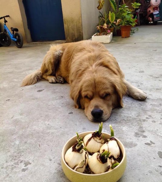 水仙花在几点开放时间