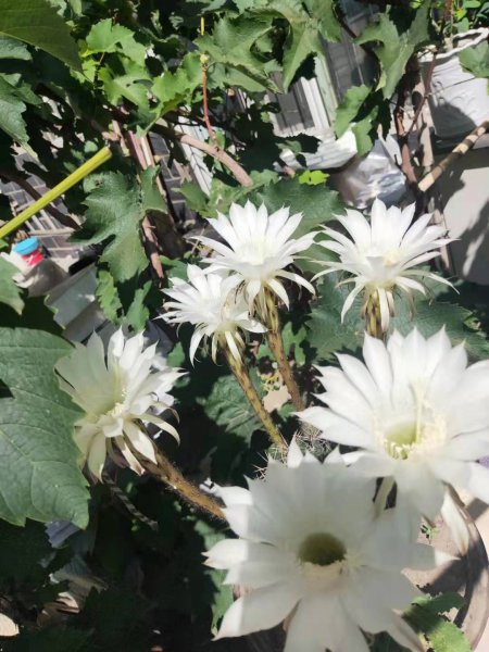 仙人球代表的花语是什么