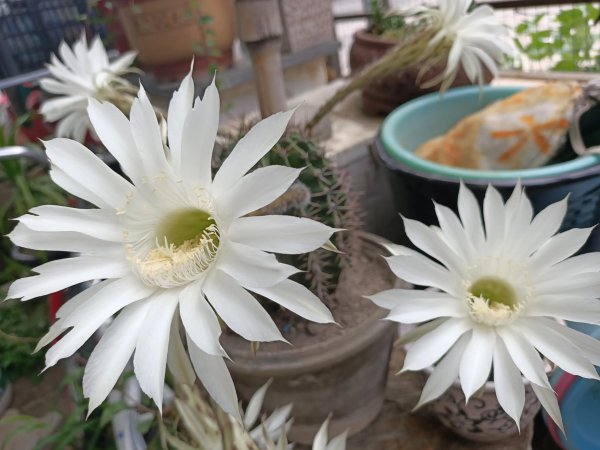 仙人球代表的花语是什么