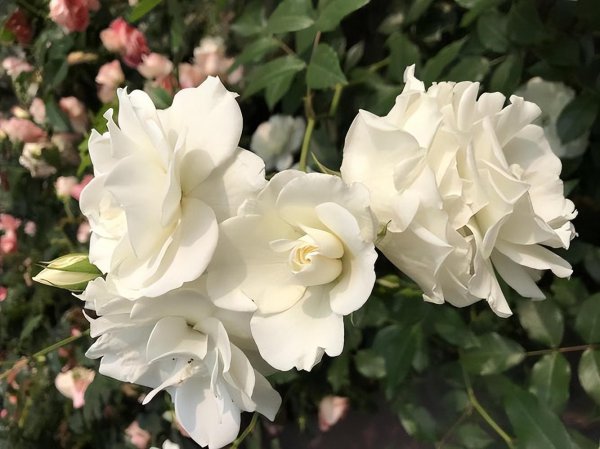 白玫瑰的花语是什么