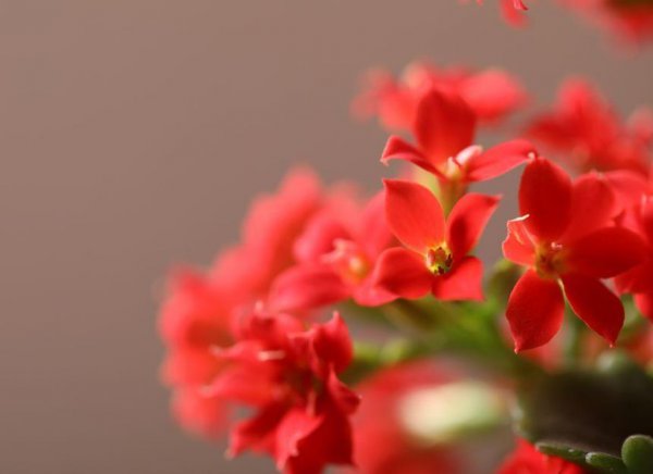 长寿花怎么养才能更旺盛
