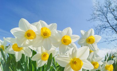 水仙花的花语语是什么 水仙花的寓意和传说