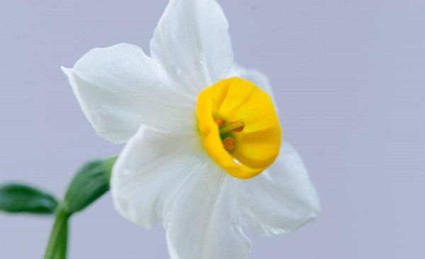 水仙花的花语语是什么