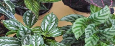 青苹果竹芋盆栽怎么养 青苹果竹芋养护知识