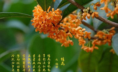 秋天的花有哪些 盘点10种代表秋天的花卉