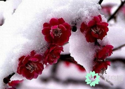 梅花有什么象征意义 浅谈梅花的花语和寓意