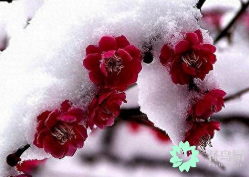 梅花有什么象征意义
