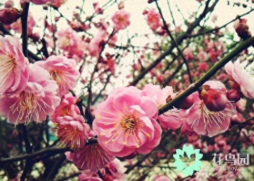 梅花有什么象征意义