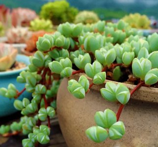 多肉植物好不好养 教你正确养护多肉植物