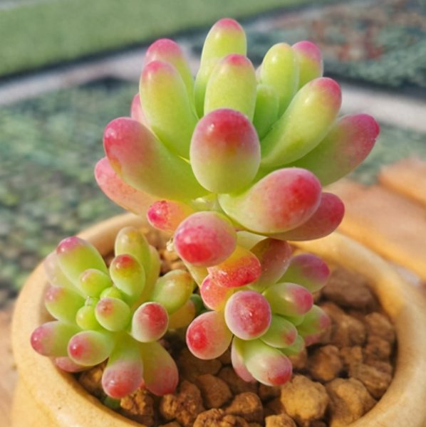 多肉植物好不好养