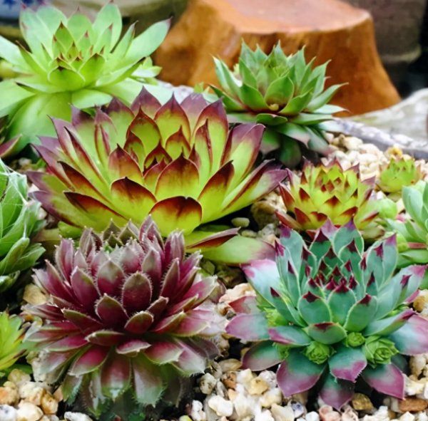 多肉植物好不好养