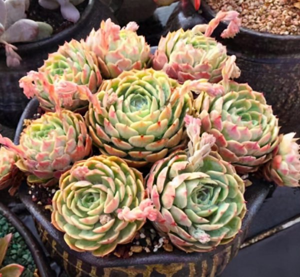 多肉植物好不好养