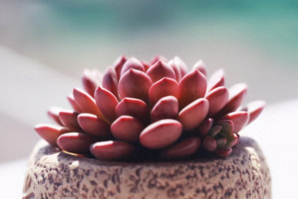 多肉植物好不好养