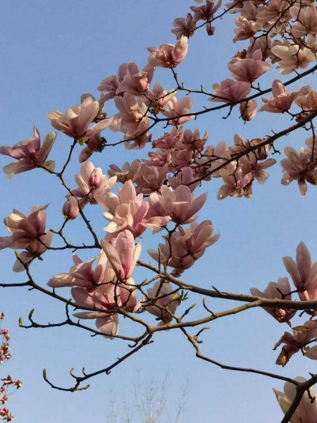 玉兰花的寓意是什么