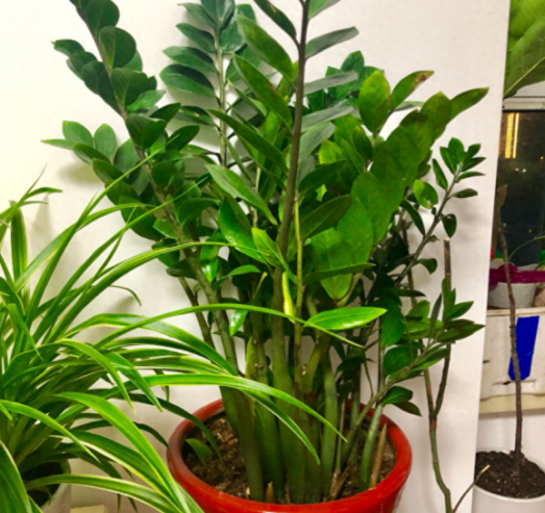 客厅盆栽什么植物好