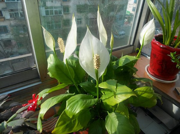 客厅盆栽什么植物好