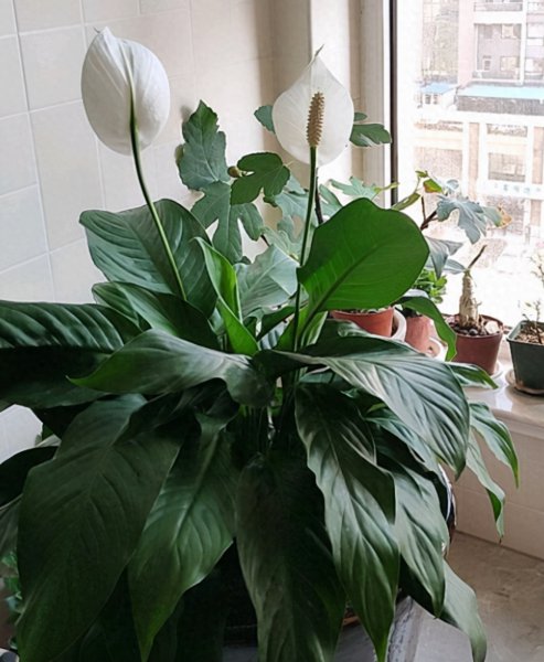 客厅盆栽什么植物好
