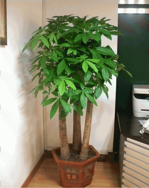客厅盆栽什么植物好