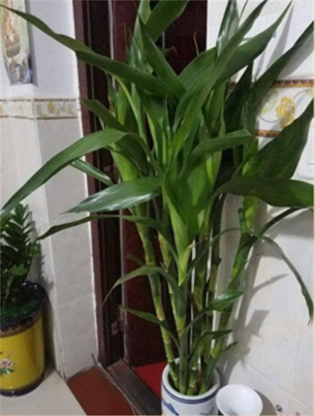 客厅盆栽什么植物好