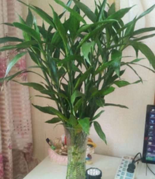 客厅盆栽什么植物好