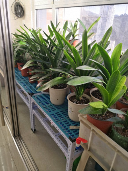客厅盆栽什么植物好