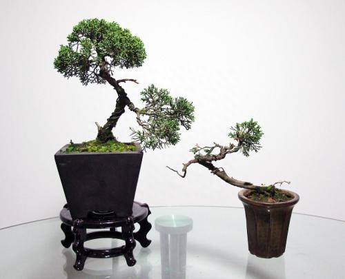水杉盆景怎么养护
