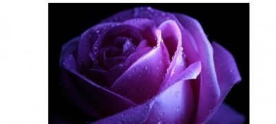 送紫色玫瑰花代表什么意思 紫玫瑰花语和寓意