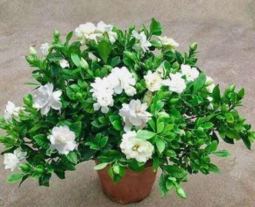 栀子花怎么养才不会枯萎 教你正确养好栀子花