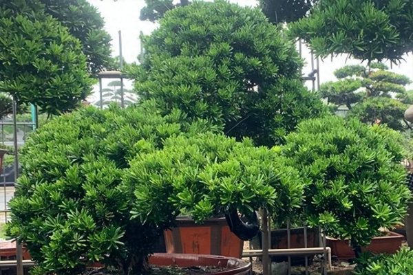 雀舌罗汉松盆景怎么养