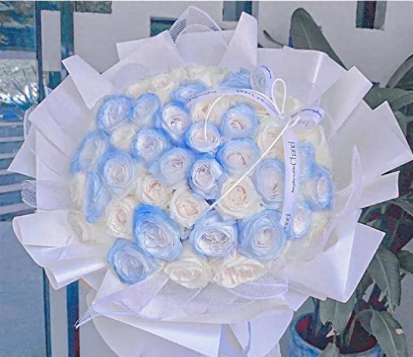 碎冰蓝玫瑰花语是什么