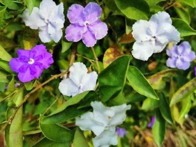 双色茉莉的花语是什么 双色茉莉的真正含义