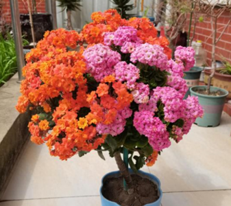 夏天怎么养长寿花 夏季养长寿花注意事项