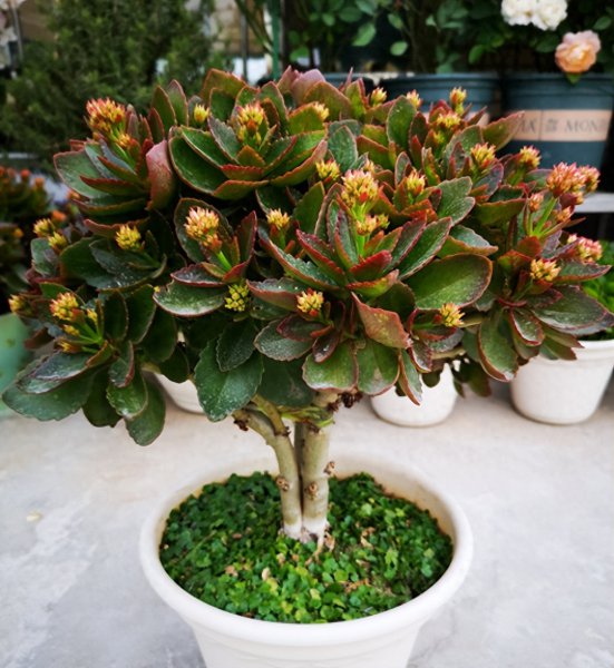 夏天怎么养长寿花