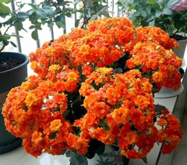 夏天怎么养长寿花