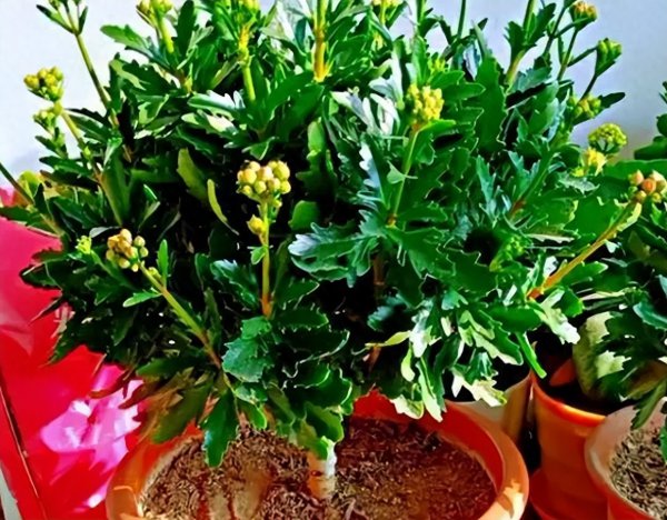 夏天怎么养长寿花