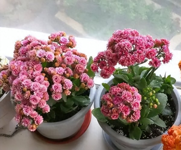 夏天怎么养长寿花