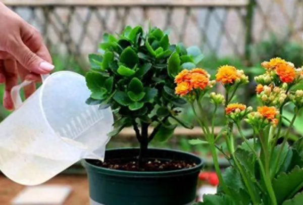夏天怎么养长寿花