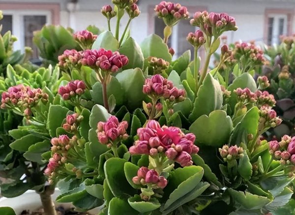 夏天怎么养长寿花