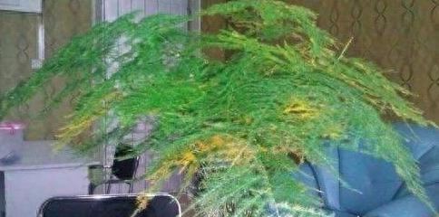 文竹盆景好养吗