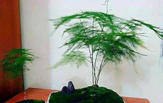文竹盆景好养吗
