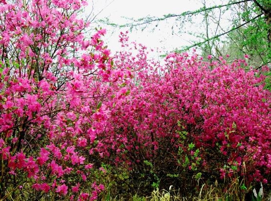 杜鹃花语是什么意思