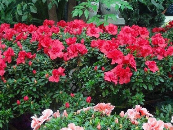 杜鹃花语是什么意思