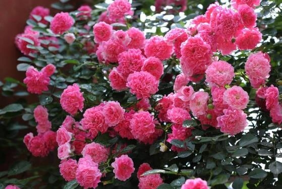 蔷薇花象征着什么