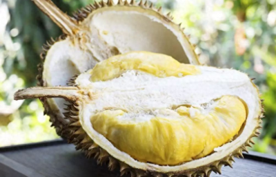 榴莲树苗怎么种植 榴莲苗盆栽种植方法讲解