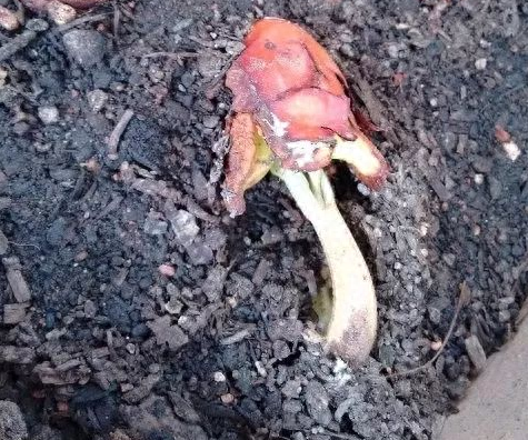 榴莲树苗怎么种植