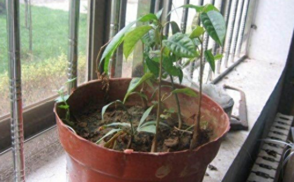 榴莲树苗怎么种植